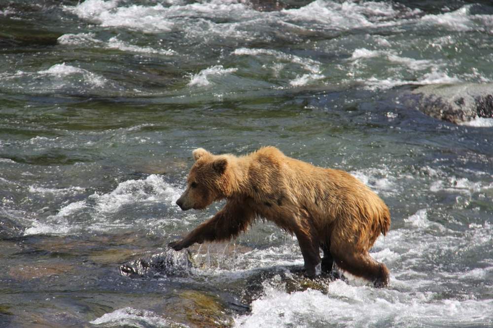 Bears at Brooks Falls in Katmai National Park Alaska