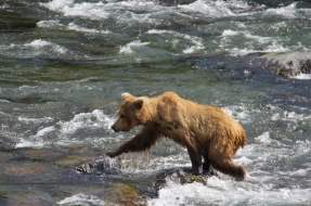 Bears at Brooks Falls in Katmai National Park Alaska