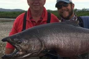 Big King Salmon from the Togiak River in Bristol Bay Alaska