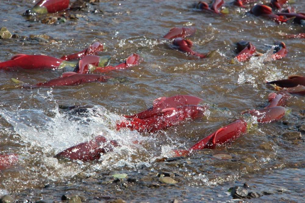 Sockeye Salmon charging up Mission Creek next to the lodge