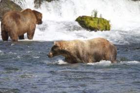 Bears at Brooks Falls in Katmai National Park